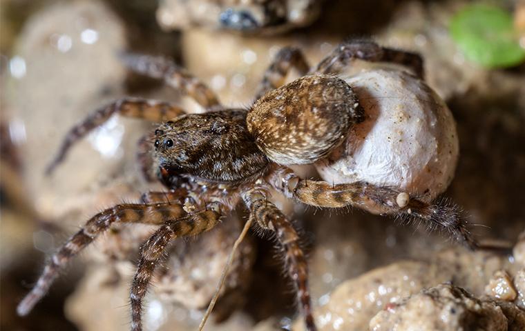 wolf spider