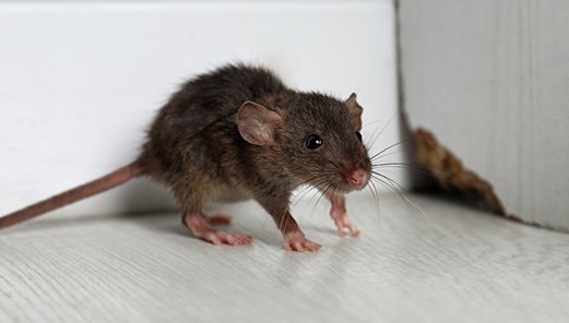 Rodent Control